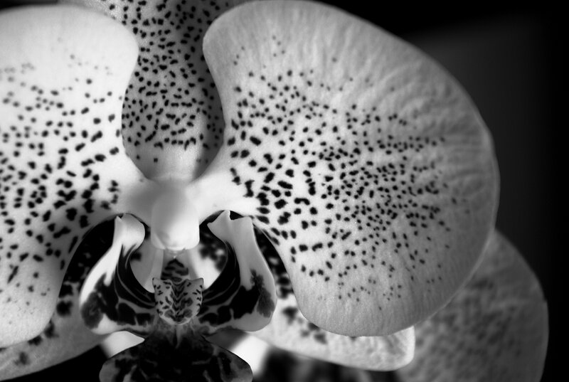 Orchid with spotted petals