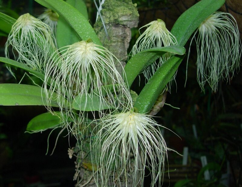 Orchid with thread-like flowers