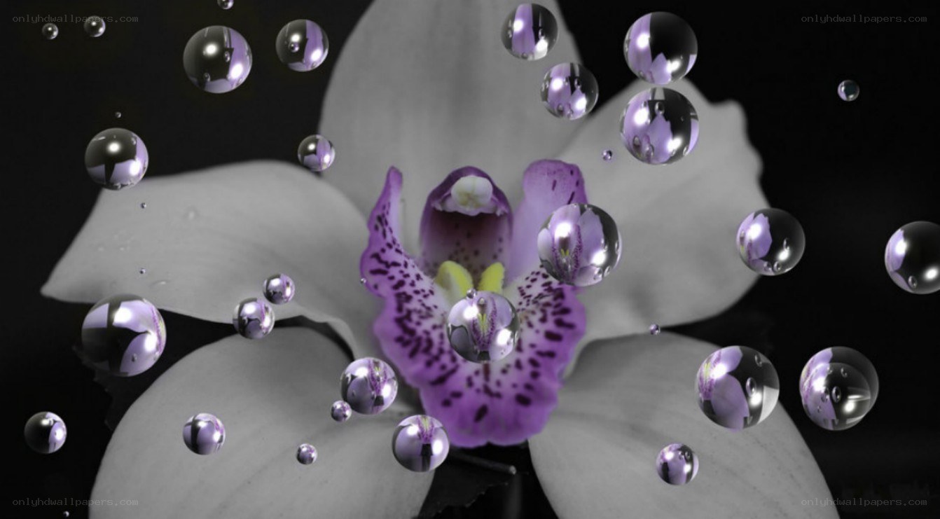 Orchid with water droplets
