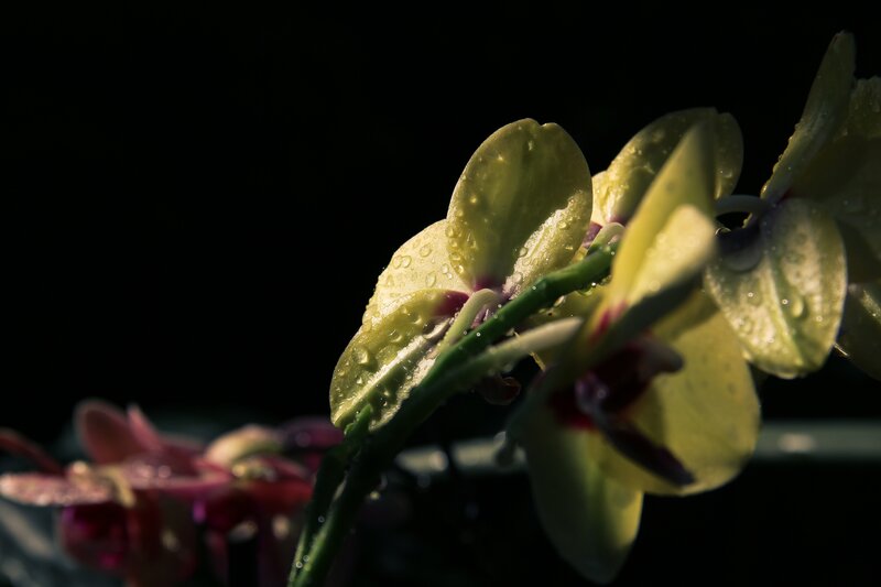 Orchid with Water Droplets
