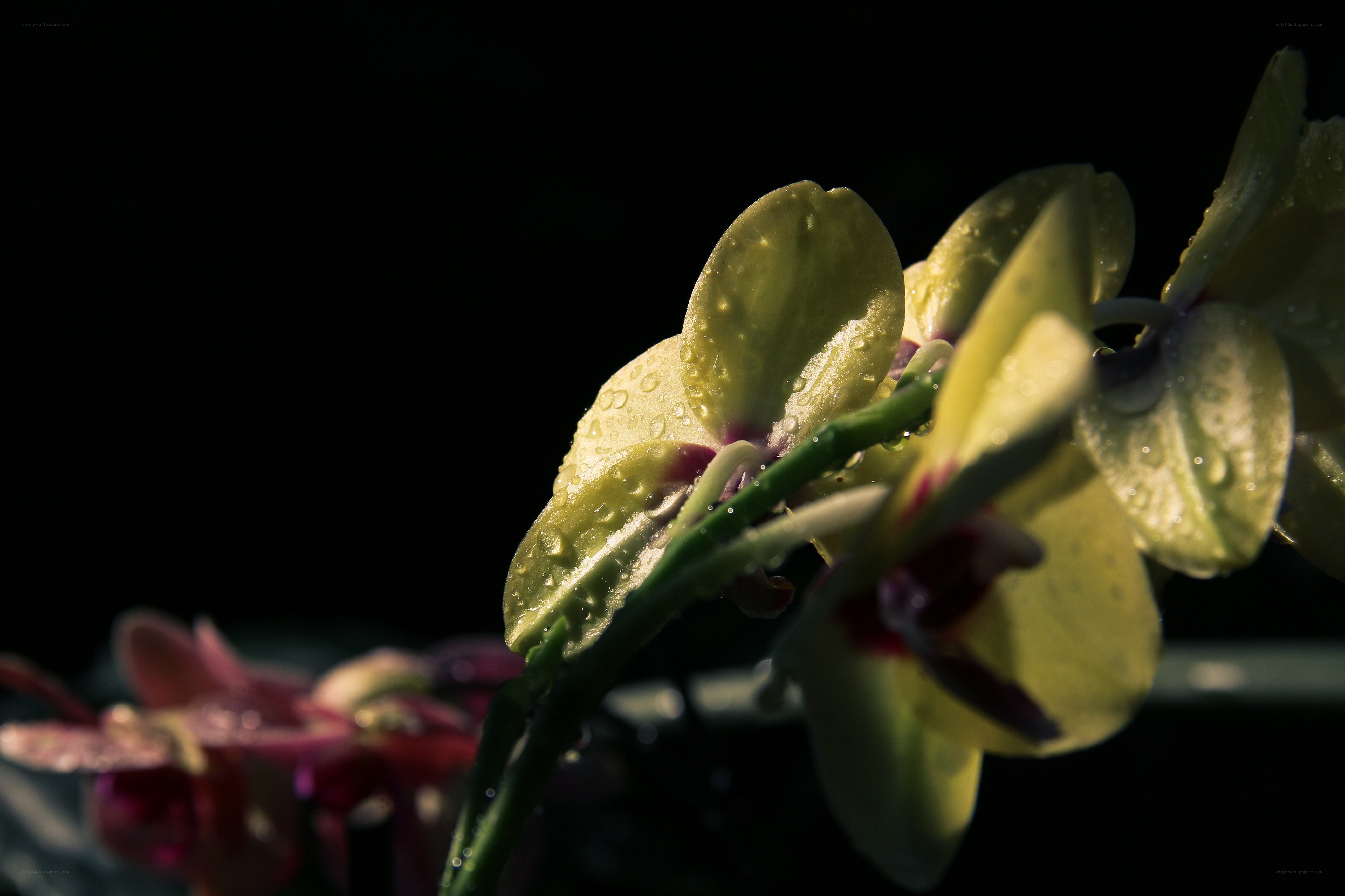 Orchid with Water Droplets