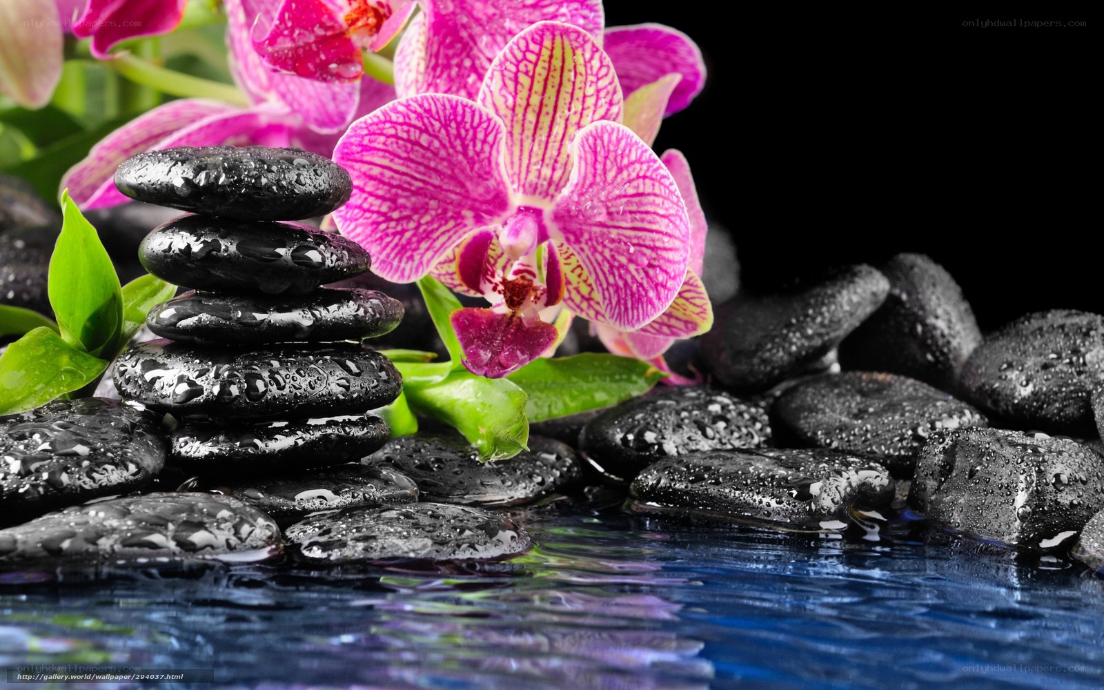 Orchid with Zen Stones