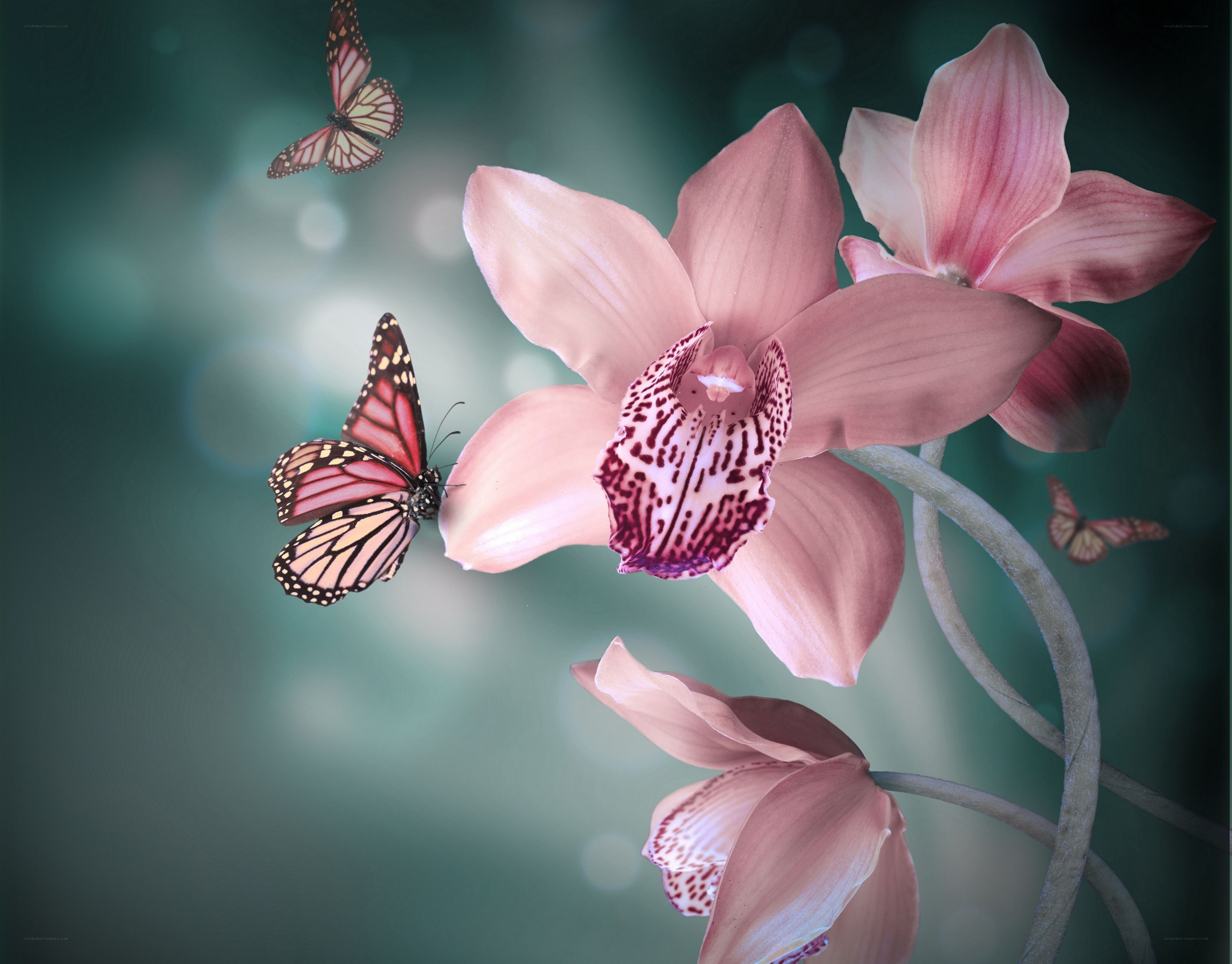 Orchids and butterflies in bloom