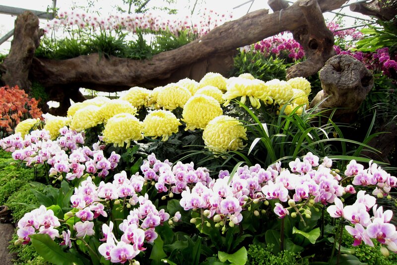 Orchids and Chrysanthemums