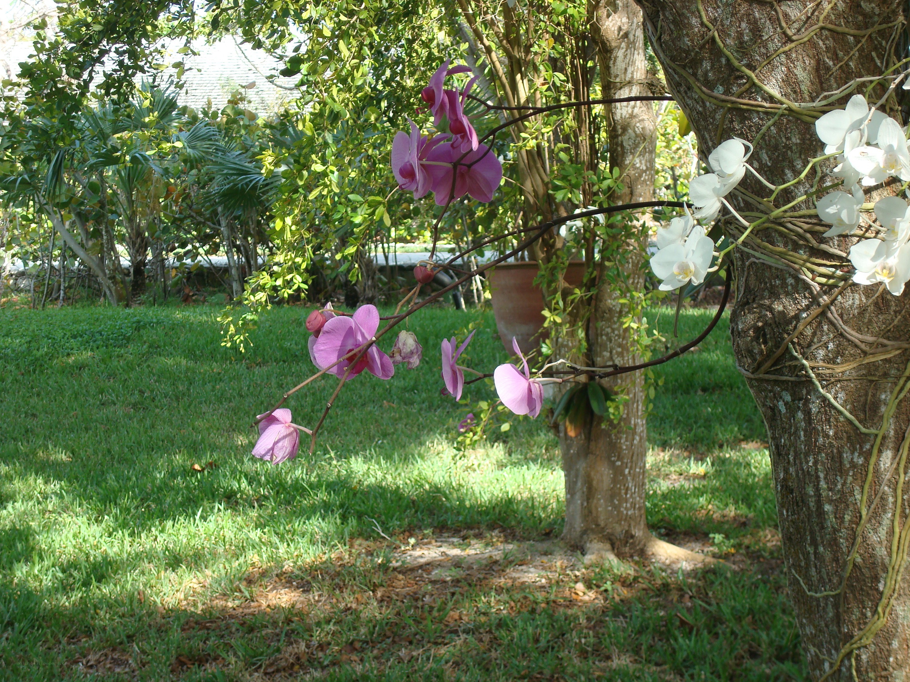 Orchids blooming in a garden