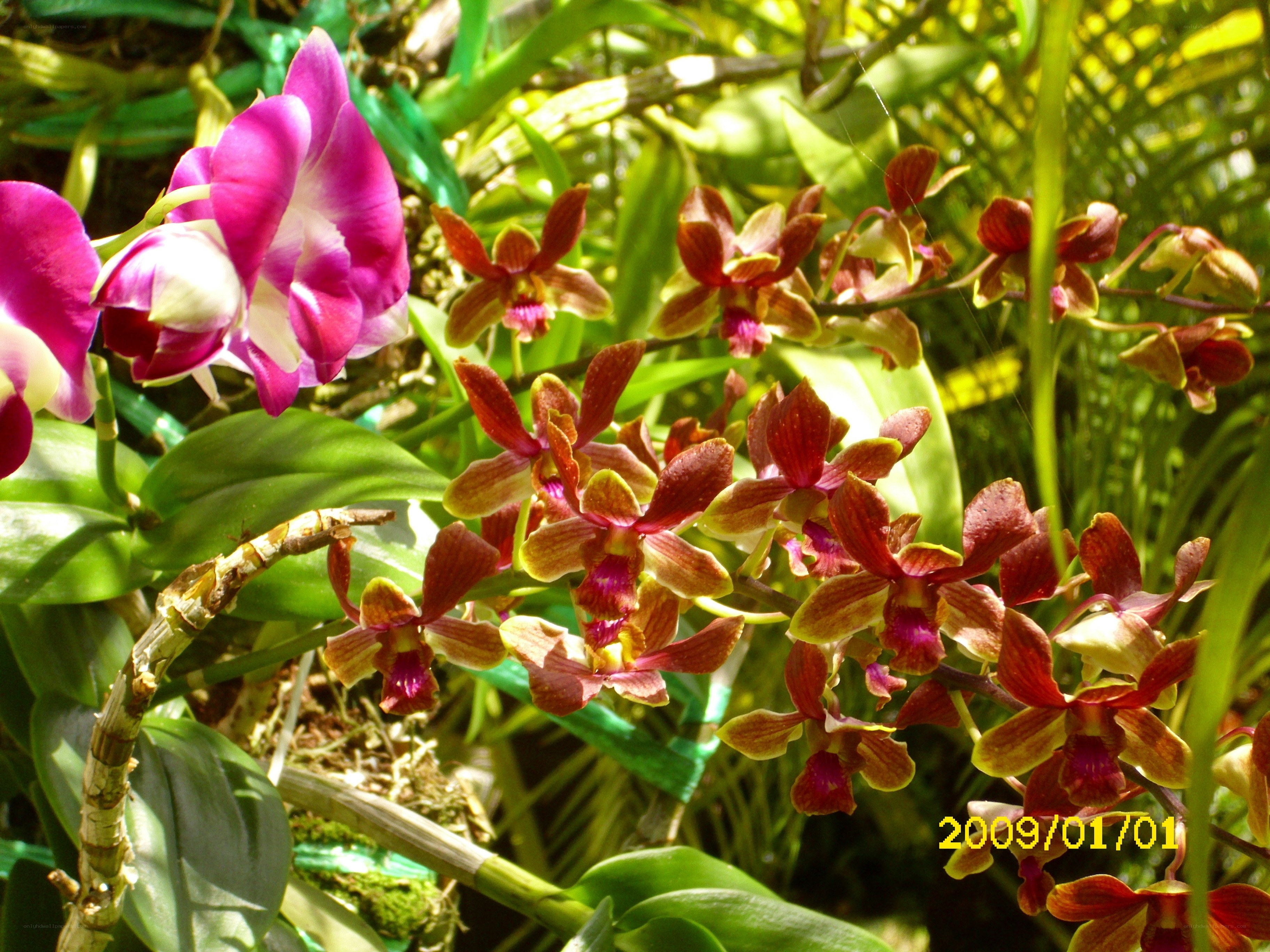 orchids in a garden