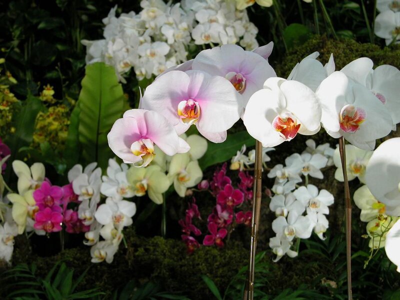 Orchids in a garden display