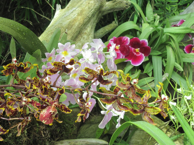 Orchids in a Garden — Green