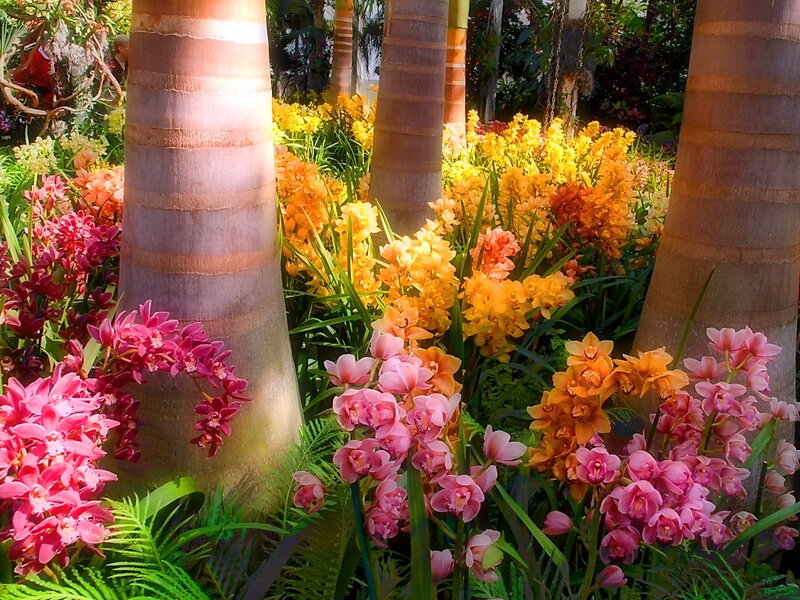 Orchids in a Garden — Pink