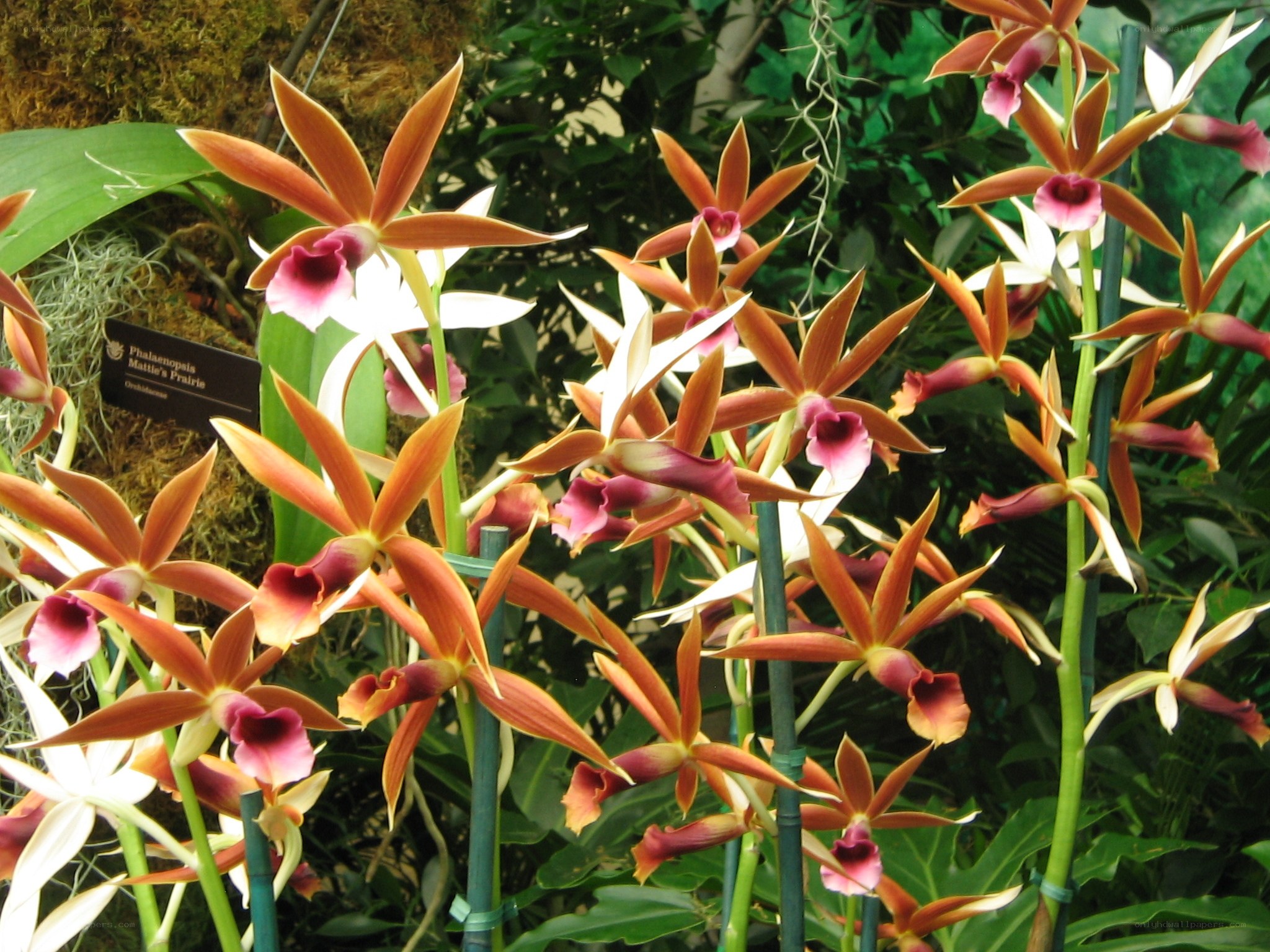 Orchids in a greenhouse