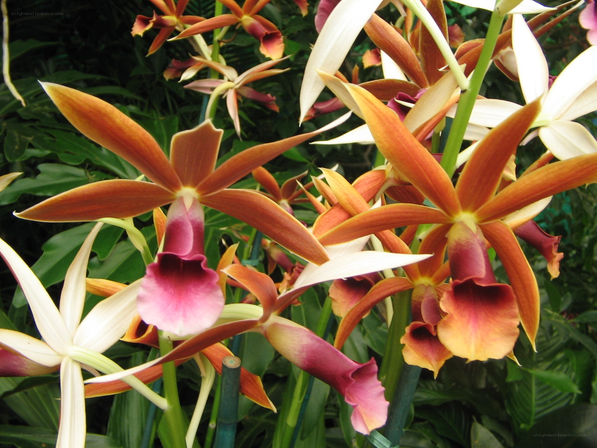 Orchids in a greenhouse