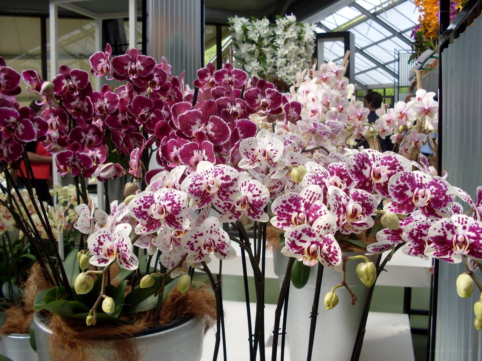 Orchids in a greenhouse