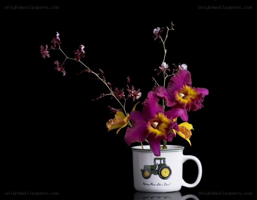 Orchids in a mug