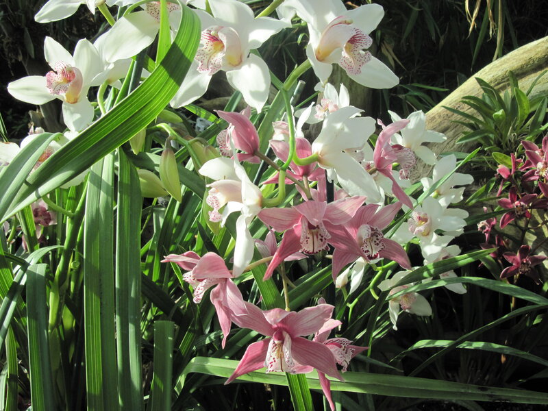 Orchids in Bloom — White, Serene
