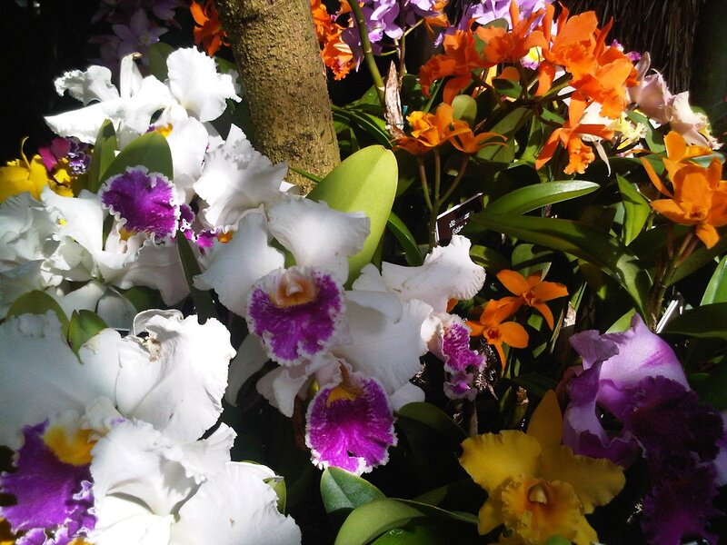 Orchids in Bloom — White