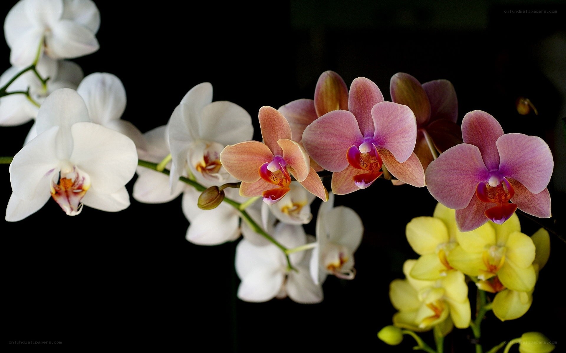 Orchids in bloom