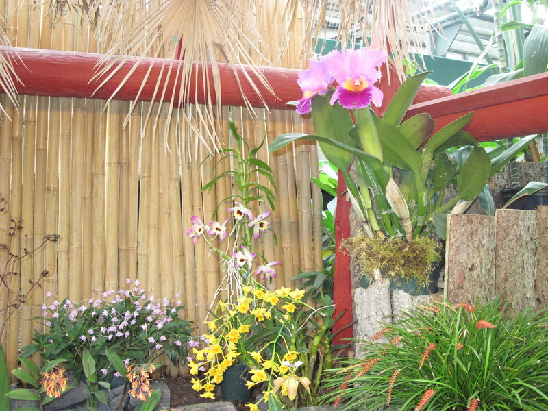 Orchids in Garden Display