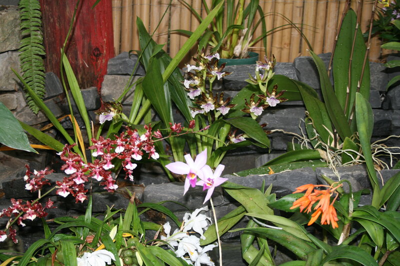 Orchids in Garden — Green