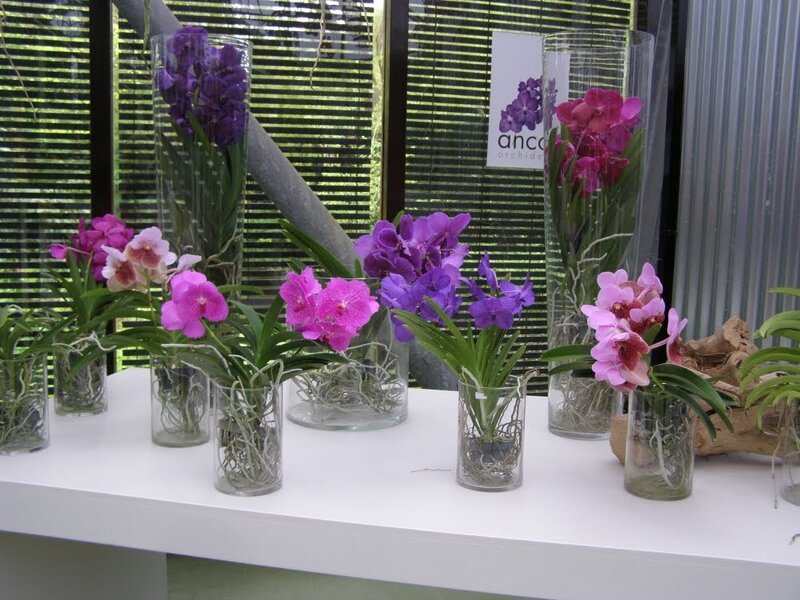 Orchids in Glass Vases