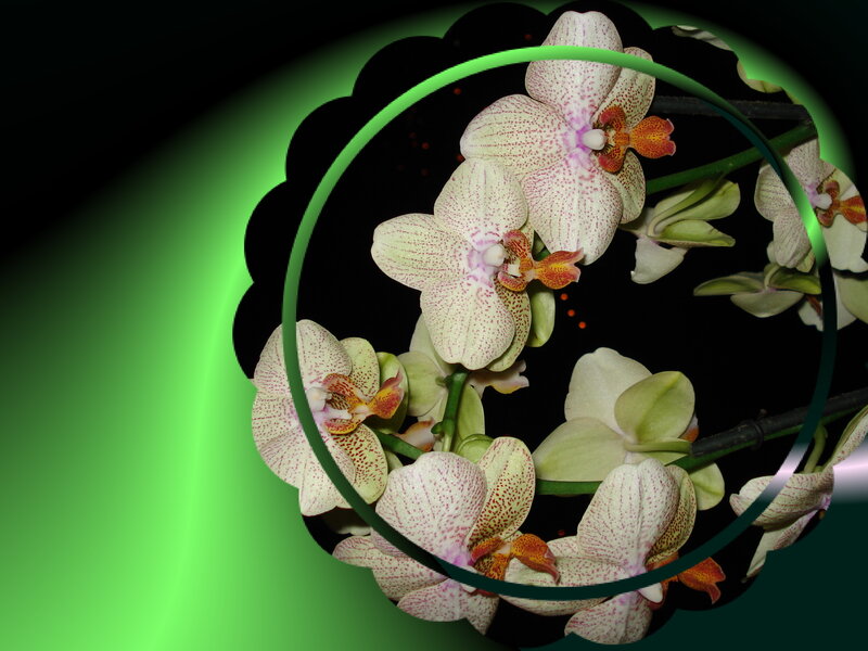 Orchids in green light