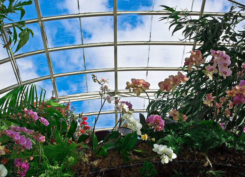 Orchids in Greenhouse