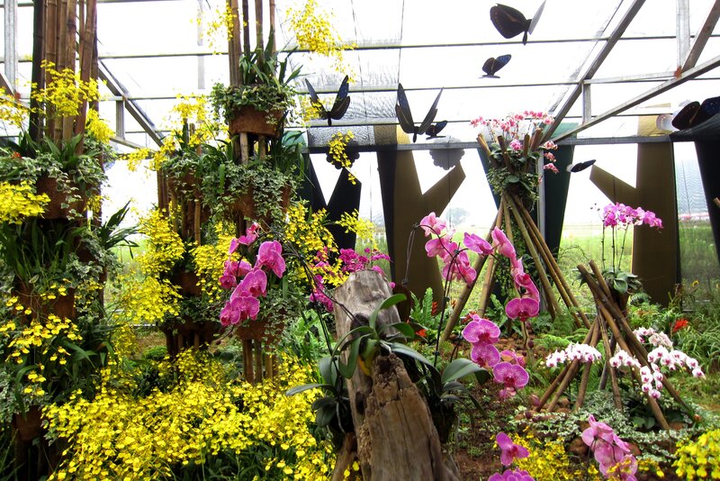 Orchids in Greenhouse — Yellow