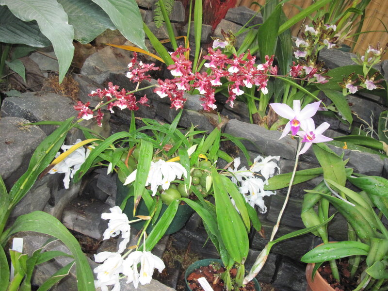 Orchids in Pots — Green