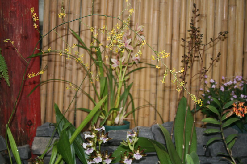 Orchids in Pots
