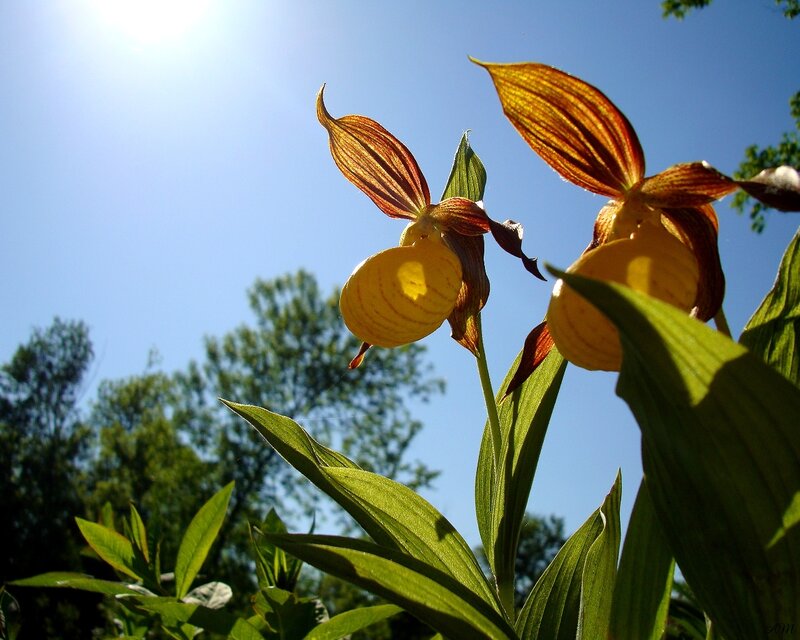Orchids in sunlight