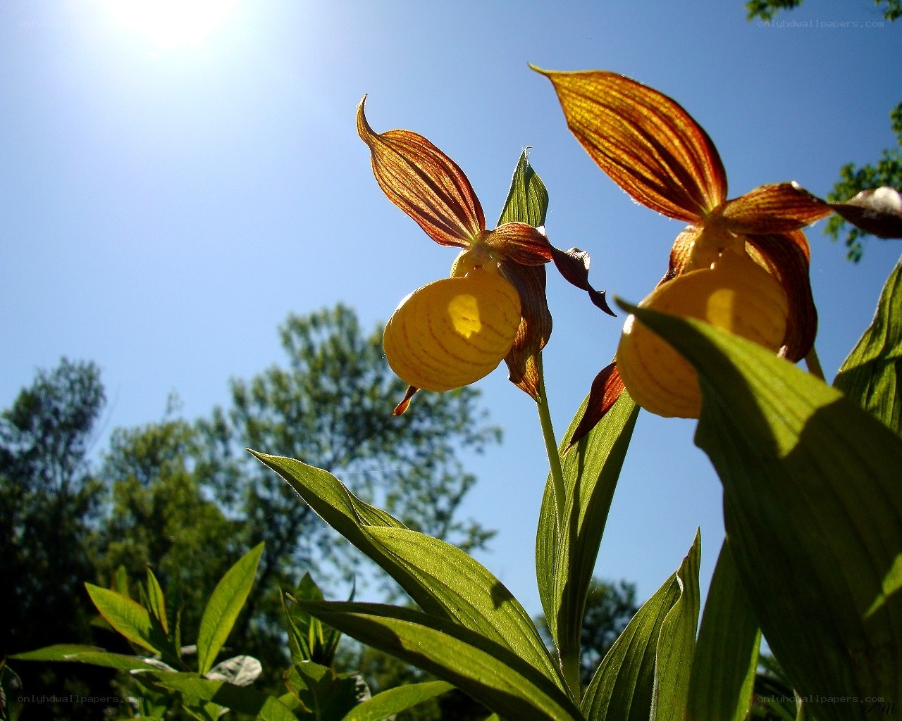 Orchids in sunlight