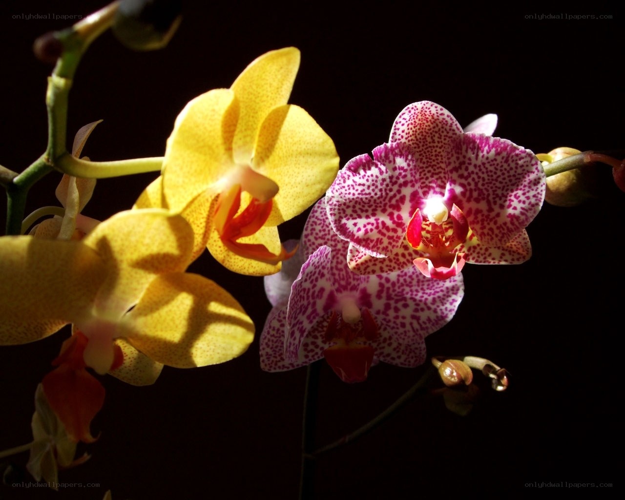 Orchids in sunlight