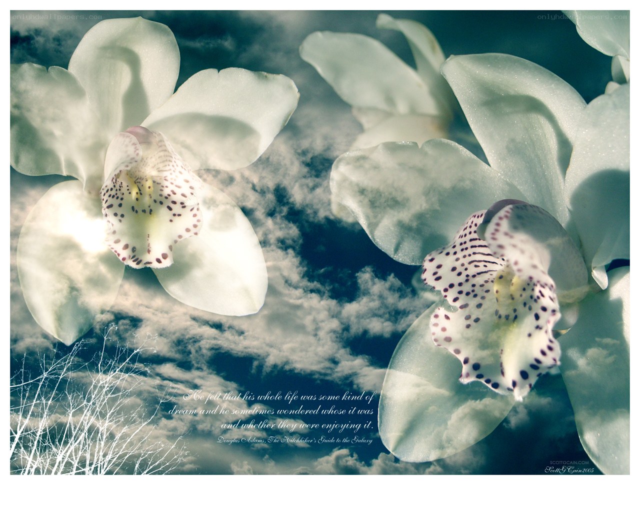 Orchids in the sky
