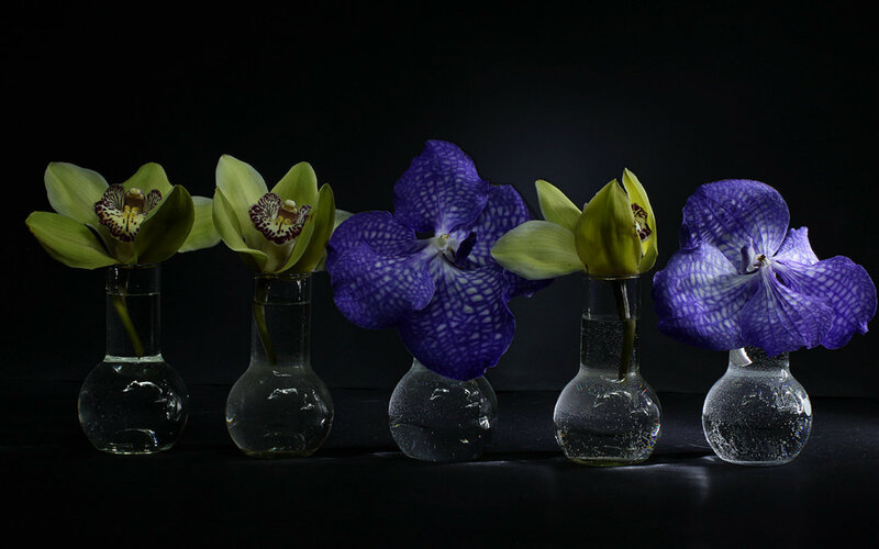 Orchids in Vases — Purple