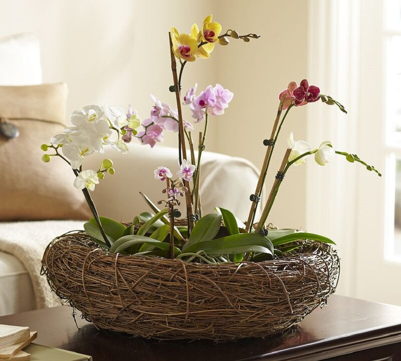 Orchids in Woven Basket