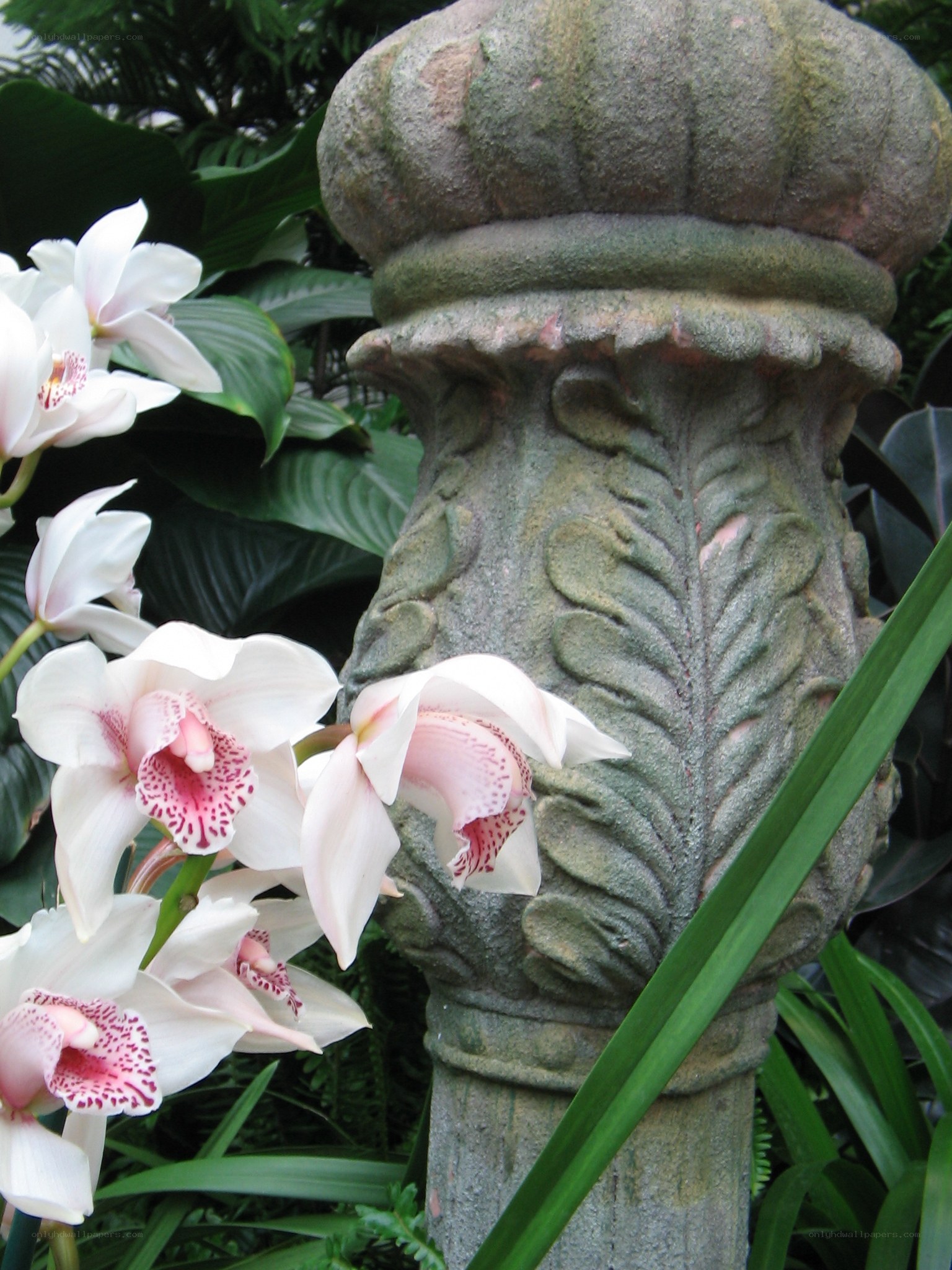 orchids near stone pillar