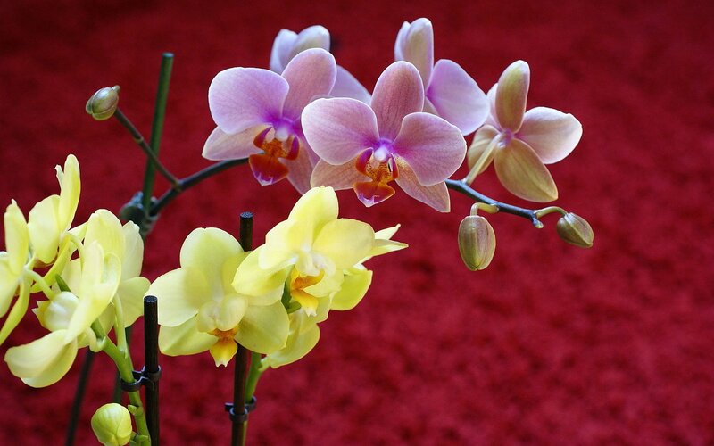 Orchids on a red background