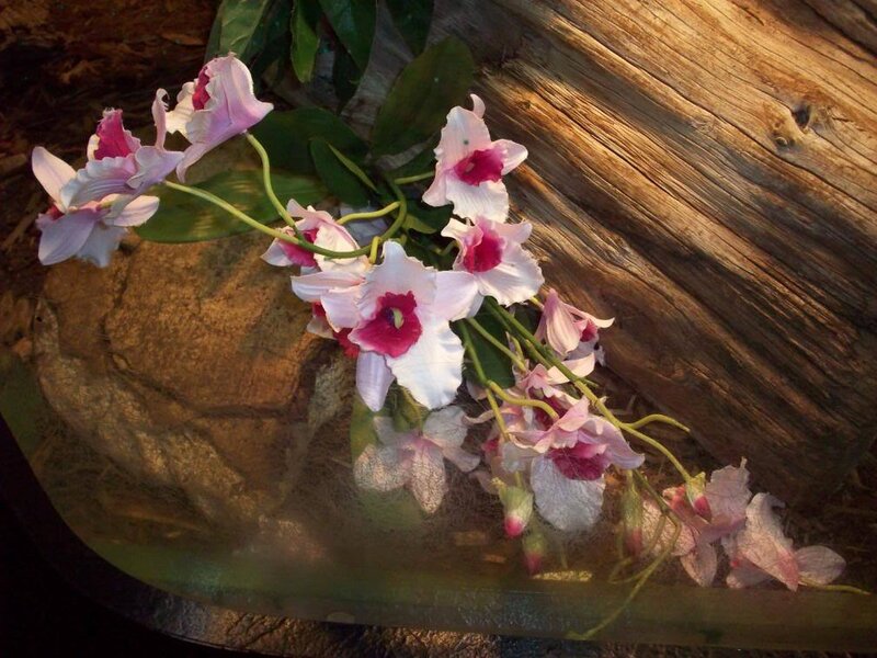 Orchids on a wooden surface