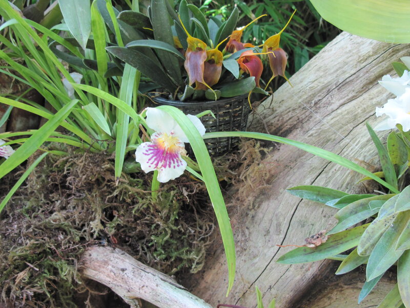 Orchids on Mossy Log