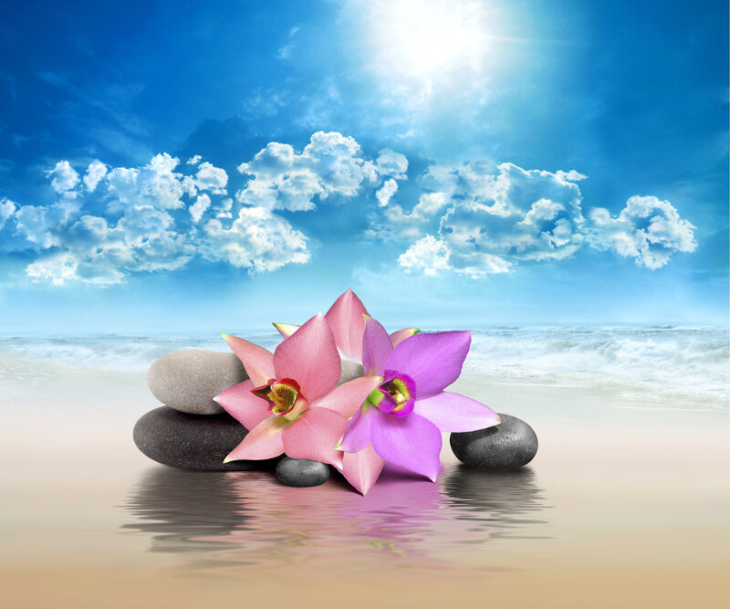 Orchids on Stones