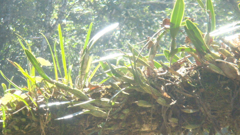 Orchids on Tree Branch