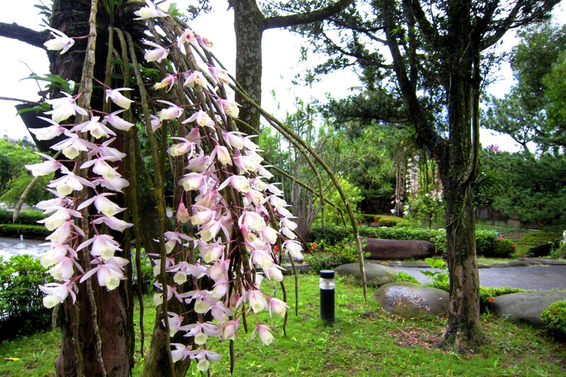 Orchids on Tree Trunk — Green, Serene
