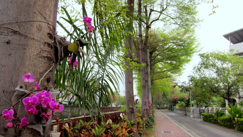 Orchids on Tree Trunk — Green
