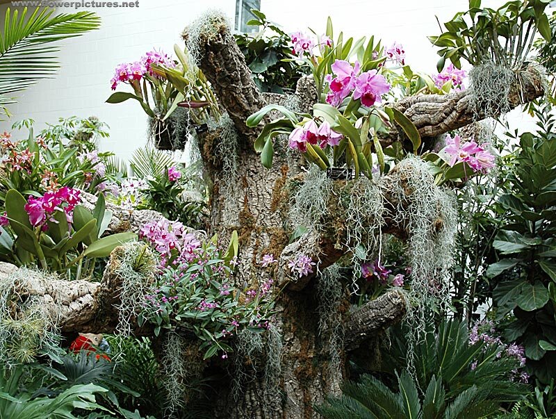 Orchids on Tree Trunk
