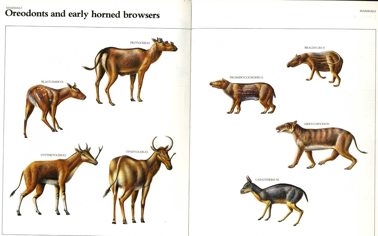 Oreodonts and early horned browsers