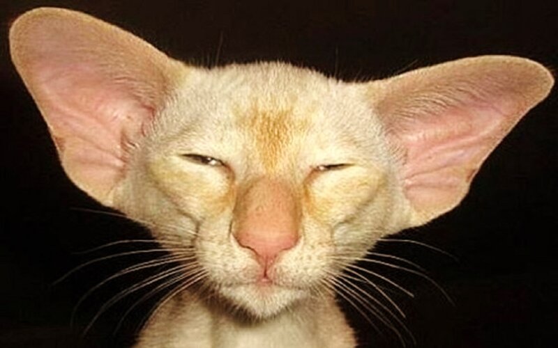 Oriental Cat with Large Ears