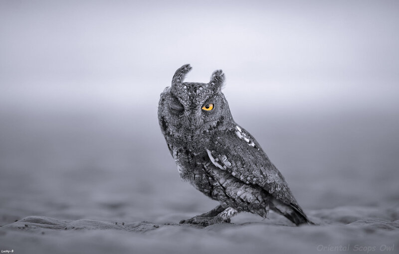 Oriental Scops Owl