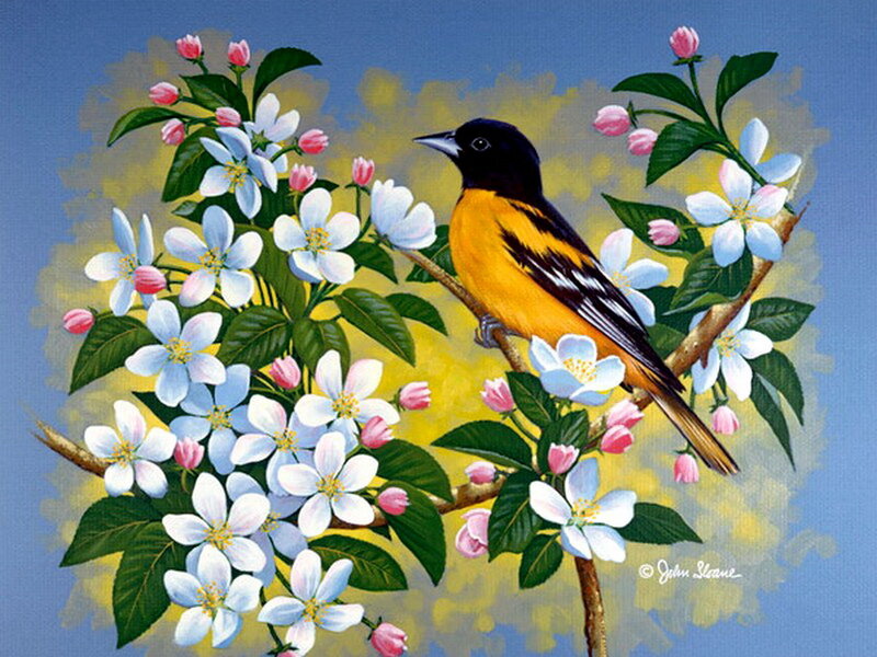 Oriole Bird on Blossoms