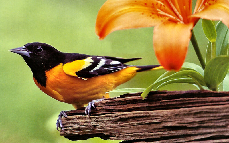 Oriole Bird on Branch