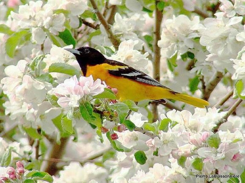 Oriole in Blossoming Tree