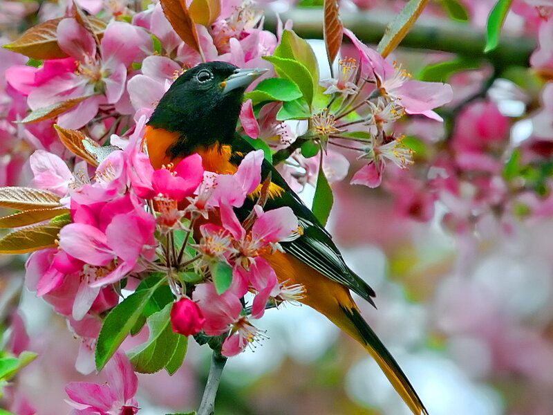Oriole on Blossoming Branch